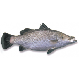 Fresh Barramundi 1400/1800 Red Sea Whole Round Fish Naqua 1x16kg
