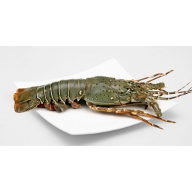 Frozen Lobster Whole Indian Sealand 700/800